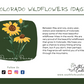 Daisy - Colorado Wildflowers Candle