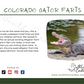 Monkey Farts - Colorado Gator Farts Candle